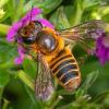 Lebah Soliter: Pahlawan Alam Tanpa Tanda Jasa