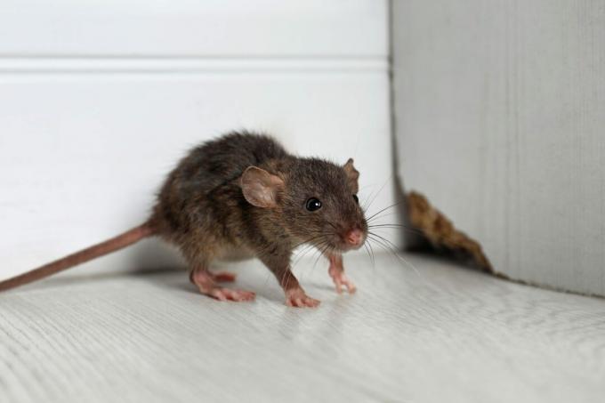 Harmaa rotta lähellä puuseinää lattialla