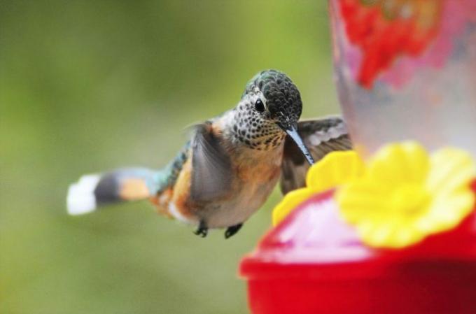 wanneer komen kolibries terug?