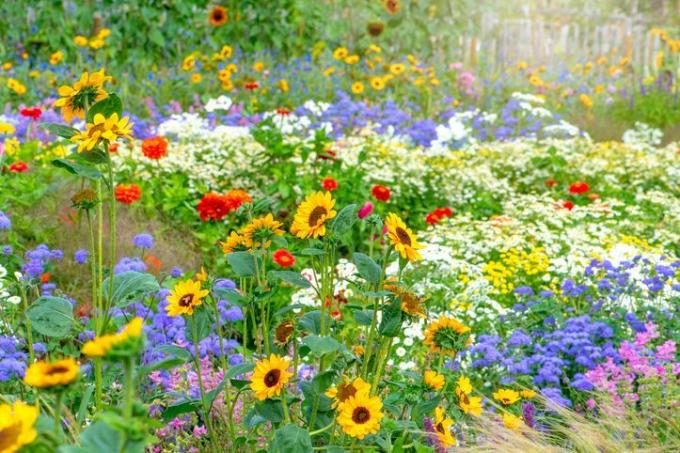 Krásné, barevné květiny v letní zahradě anglické chaty