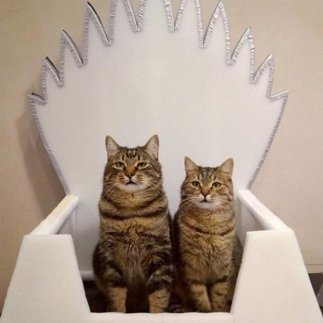 Winterfell-Cat-บัลลังก์