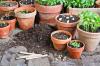 7 rád, čo robiť a nerobiť záhradné nádoby
