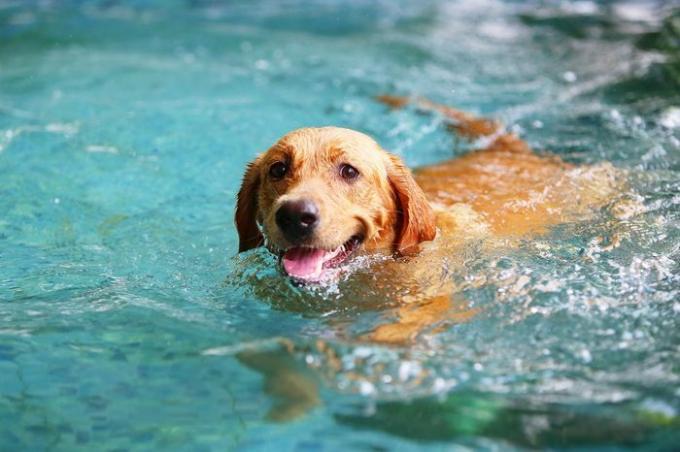 Labrador Retriever, câine fericit înot, câine zâmbind