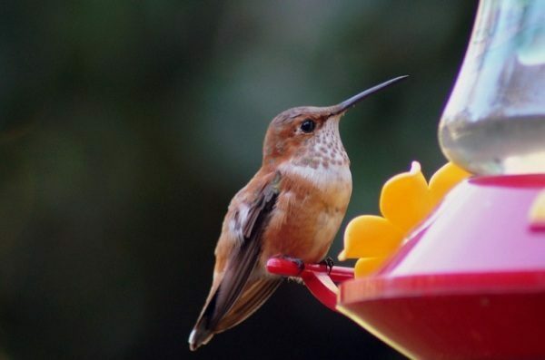 Kolibri sidder på en feeder