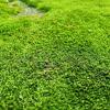 Moss Grass: Kasvata sitä tai päästä eroon siitä?