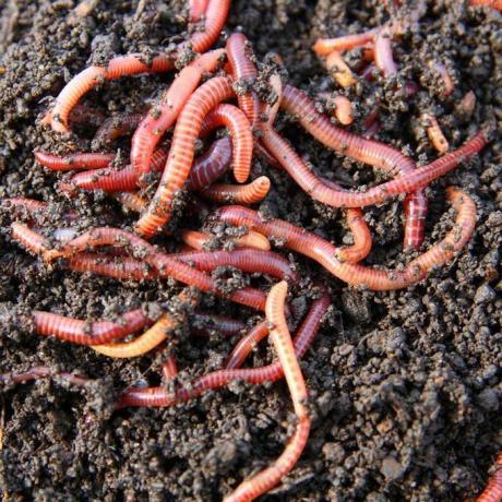 červi v kompostu