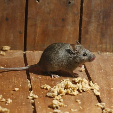 house-mouse-shutterstock_156013364