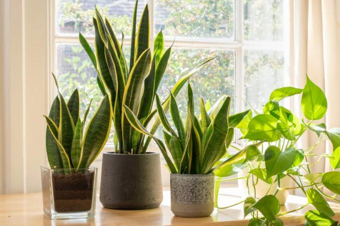 Φυτά φιδιών σε γλάστρες μέσα σε ένα όμορφο νέο διαμέρισμα ή διαμέρισμα.
