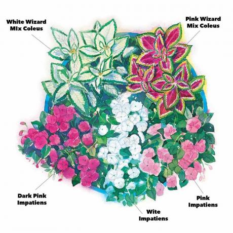 Mini-Garten-Impatiens und Zauberer mischen Coleus-Blumen