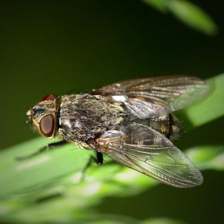 Velká samice Cluster Fly, neboli travní nebo attická muška (Pollenia sp.)