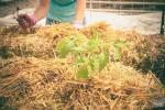 Садоводство из тюков сена: что нужно знать