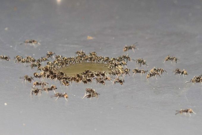 호주 퀸즐랜드의 쿠란다 근처 테이블 위의 액체 웅덩이 주변의 개미