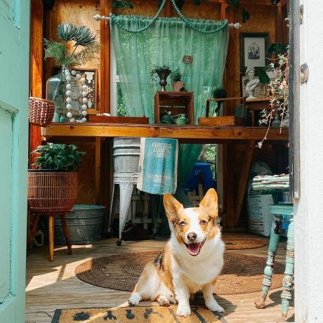 ella cobertizo con una paleta de color turquesa en el interior y un lindo perro sentado en la puerta