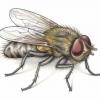Come sbarazzarsi delle mosche — Il tuttofare della famiglia