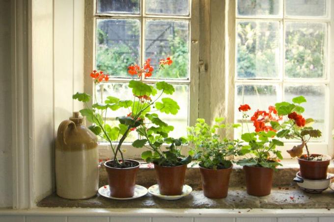 geraniums op de vensterbank