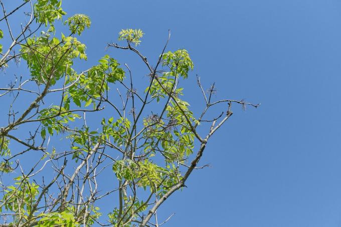 منظر لمظلة شجرة الرماد في الصيف مع مرض الرماد ديباك