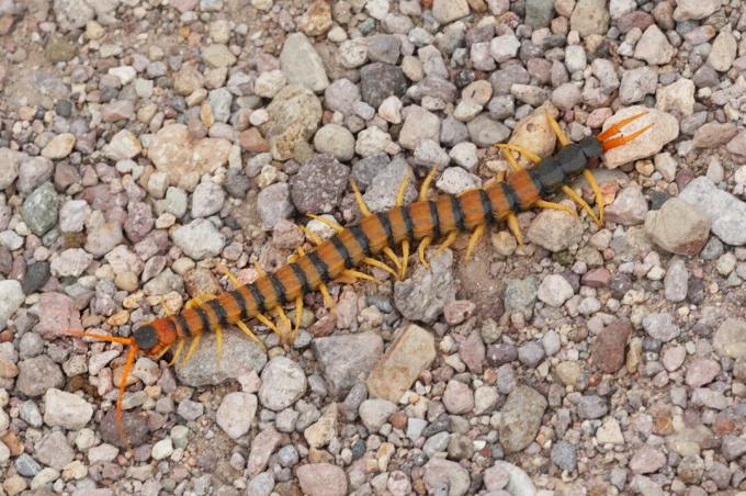 Giant Desert Centipede (Scolopendra-helter)
