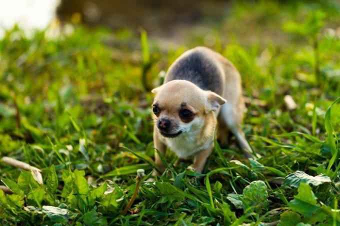 Kleine bang chihuahua hond op de achtergrond van groen gras