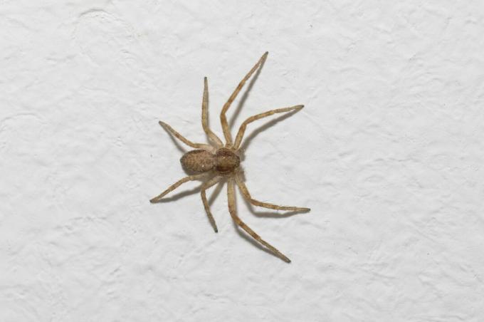 Společný domácí pavouk na zdi domu