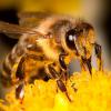 Како одредити пчеле и осе (и идентификовати шта је које) (уради сам)