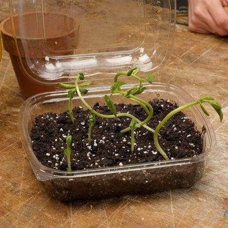 sazenice rostoucí v plastové véčkové nádobě ze salátového baru