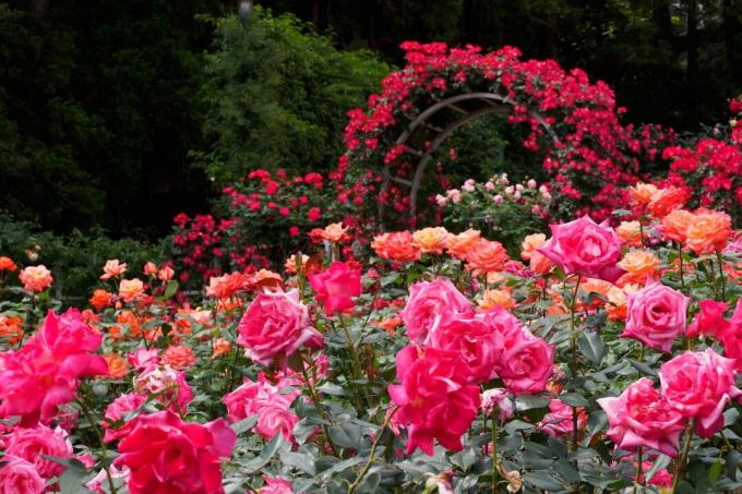 Jardín de rosas con arco