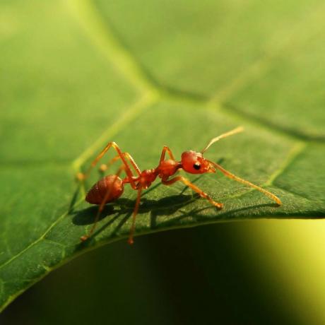 Rdeča mravlja