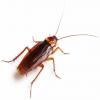 Cucarachas: identificación, señales y control de las cucarachas