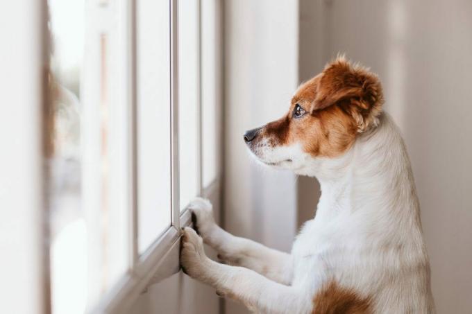 сладко малко куче, стоящо на два крака и гледащо настрани до прозореца, което търси или чака своя стопанин. Домашни любимци на закрито