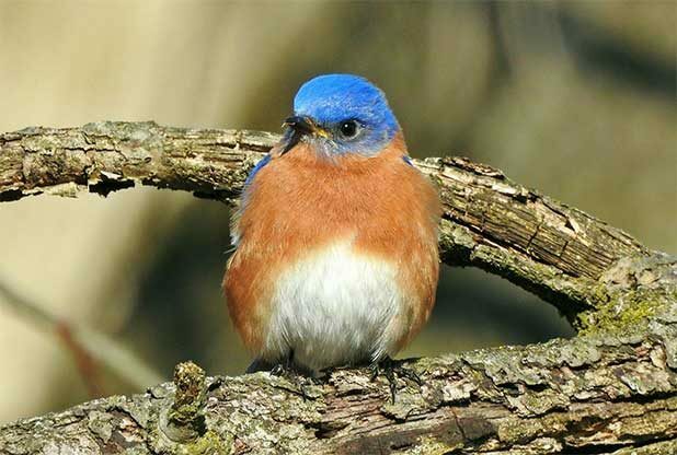 Pássaro azul-oriental sentado em um galho