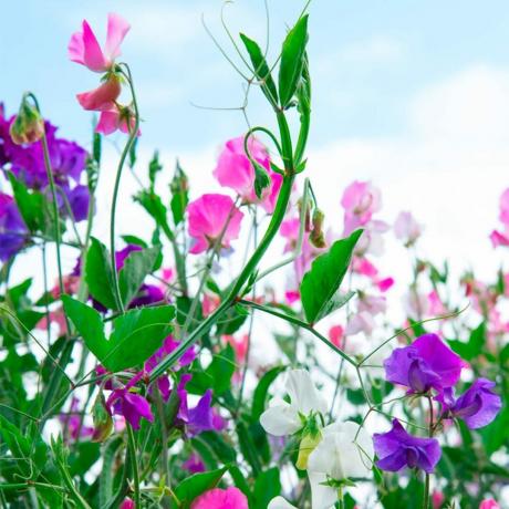 flores de guisante de olor plantas de jardinería