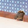 Hogyan lehet kivenni az egeret a falból