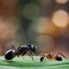 Štai kaip atsikratyti visų rūšių skruzdėlių