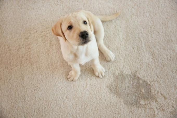 Lindo cachorro sentado en la alfombra cerca de la mancha húmeda