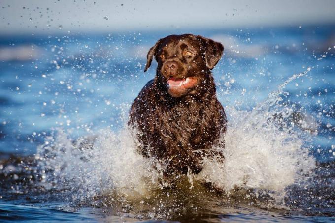 лабрадор ретривер собака бежит в воде