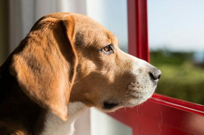 Perro de raza Beagle en una ventana