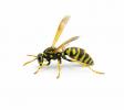 6 Diferențe cheie între albine și viespi