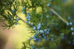 10 mejores arbustos de hoja perenne