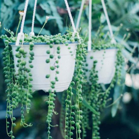 Sträng av pärlor som hänger växter