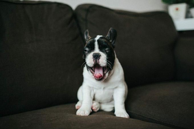 un cucciolo di bulldog francese si siede su un divano marrone e sbadiglia