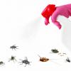 Dette trikset vil bli kvitt de fleste insekter i hjemmet ditt