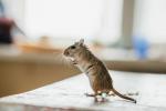 Вот как не пускать мышей на кухню