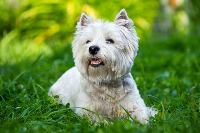 West Highland White Terrier se encuentra en la hierba verde