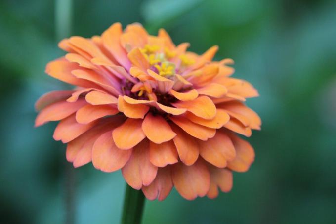 Primer plano de un zinnia naranja brillante y colorido con toques de rosa, violeta y amarillo que crece en un jardín verde de verano.
