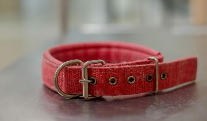 Un collier de chien rouge sur la table en acier inoxydable à l'hôpital pour animaux