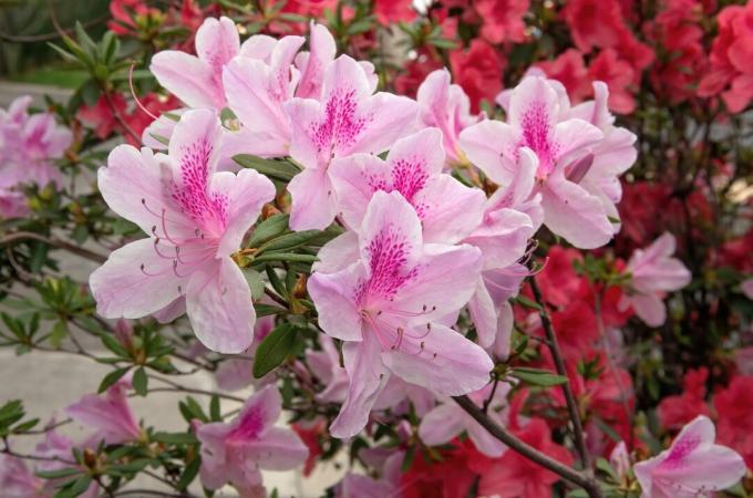 Arbustos de azalea rosa en flor durante la primavera