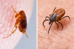 ¿Cuál es la diferencia entre pulgas y garrapatas?