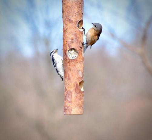 Downy pájaro carpintero y pájaro azul en un alimentador de troncos