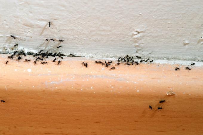 घर में चींटियाँ