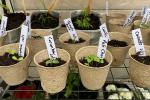 11 consejos de jardinería orgánica para principiantes